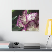 Load image into Gallery viewer, Acrylic Print Photograph (French Cleat Hanging) Lady Belle
