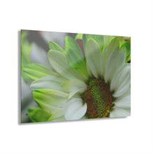Load image into Gallery viewer, Acrylic Prints (French Cleat Hanging)Spring Petals
