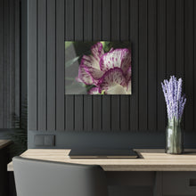 Load image into Gallery viewer, Acrylic Print Photograph (French Cleat Hanging) Lady Belle
