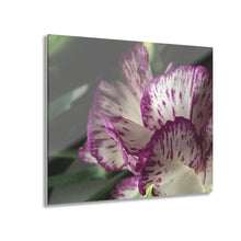 Load image into Gallery viewer, Acrylic Print Photograph (French Cleat Hanging) Lady Belle
